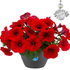 Afbeelding van HP27 Petunia Red